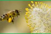 ﺗﻮﺻﻴﻪ ﻫﺎی  ﺑﻬﺪاﺷﺘﻲ ﺑﺮای پرورش زنبورعسل در فصل ﺑﻬﺎر