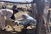 واکسیناسیون بیش از 120هزار راس دام سبک شهرستان عنبر آباد علیه بیماری طاعون نشخوار کنندگان کوچک(PPR)