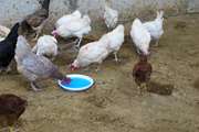 آغاز اجرای طرح واکسیناسیون نیوکاسل  مقاوم به حرارت در طیور بومی در جنوب کرمان  