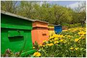 توصیه های دامپزشکی به زنبورداران در ارتباط با مسمومیت ناشی از آفت کش های کشاورزی 
