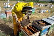 توصیه های بهداشتی به زنبورداران در فصل زنبورداری (بخش دوم)