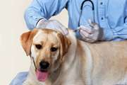 ایمن سازی بیش از 4000 قلاده سگ علیه بیماری هاری از ابتدای سالجاری