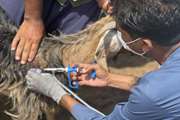 ایمن سازی بیش از 280 هزار راس دام در جنوب کرمان علیه بیماری طاعون نشخوارکنندگان کوچک(PPR)