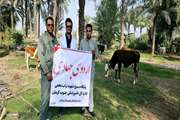 برگزاری اردوهای جهادی دامپزشکی در شهرستان منوجان