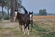 خونگیری از اسب در شهرستان منوجان  برای پایش بیماری مشمشه در اجرای طرح پایش و مراقبت بیماری مشمشه، از چند  راس اسب  شهرستان منوجان ، خونگیری شد.