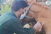 انجام عملیات خونگیری و پایش مستمر سرمی بیماری مشمشه در اسب توسط کارشناس اداره دامپزشکی شهرستان<< عنبرآباد>>