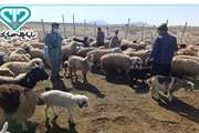 واکسیناسیون همزمان تب برفکی  دام سبک وسنگین  در جمعیت دامی شهرستان عنبرآباد