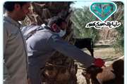 واکسیناسیون همزمان تب برفکی  دام سبک وسنگین  در جمعیت دامی شهرستان منوجان