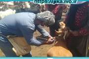 گزارش تصویری از ادامه واکسناسیون تب برفکی در شهرستان عنبرآباد