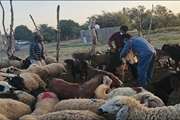 . فاز نخست واکسیناسیون تب برفکی سال جاری در استان جنوب کرمان آغاز شد
