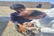 اتمام نمونه‌برداری طرح ملی مراقبت فعال آنفلوانزای فوق‌حاد پرندگان در جنوب کرمان