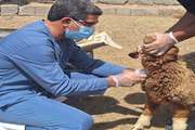 آغاز اجرای طرح ملی ارزیابی اثربخشی واکسن بروسلوز گوسفندی در جنوب کرمان