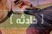مصدومیت همکار اداره دامپزشکی 