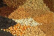 نمونه گیری از کارخانجات خوراک دام و طیور منطقه جنوب کرمان