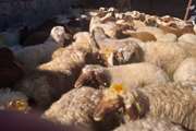 توقیف دو محموله دام زنده گوسفند  غیرمجاز توسط نیروی انتظامی شهرستان منوجان 