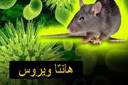 هانتاویروس؛ سندرم ریوی ناقل از جوندگان به انسانها؛ افراد شاغل در مرغداریها و انبارها در مخاطره بیشتر هستند