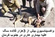 واکسیناسیون بیش از 3هزار قلاده سگ علیه بیماری هاری در جنوب کرمان