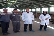 بازدی معاون سلامت اداره کل دامپزشکی جنوب کرمان از مجتمع پرورش بز شیری مورسیا شهرستان قلعه گنج