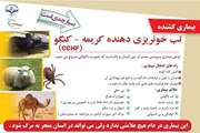 چگونه از انتقال CCHF جلو گیری کنیم 