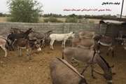کشف 17 راس الاغ  فاقد مجوز حمل بهداشتی در منوجان 