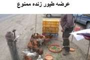 جمع آوری  فروشندگان طیور زنده                             