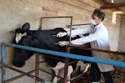 کشتار 2راس گاو دارای بیماری سل در کشتارگاه جیرفت 