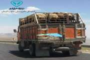 صدور 524 فقره گواهی حمل بهداشتی دامپزشکی دام و طیور زنده از طریق سامانه یکپارچه قرنطینه