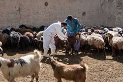 هشدار اداره کل دامپزشکی جنوب کرمان در برابر شیوع بیماری تب برفکی
