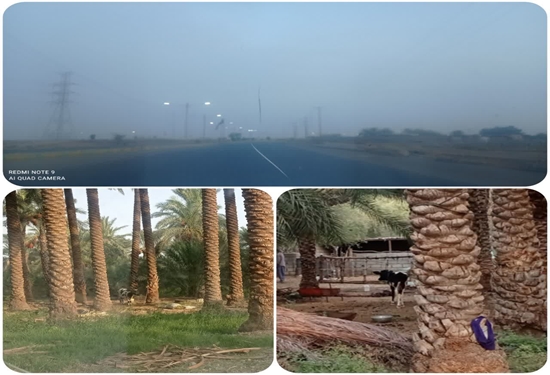 کنارصندل