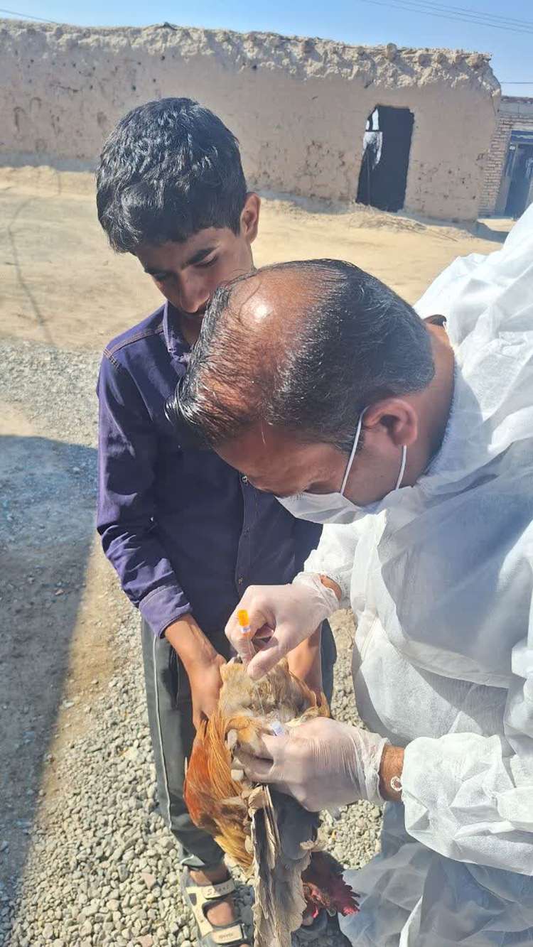 اتمام نمونه‌برداری طرح ملی مراقبت فعال آنفلوانزای فوق‌حاد پرندگان در جنوب کرمان